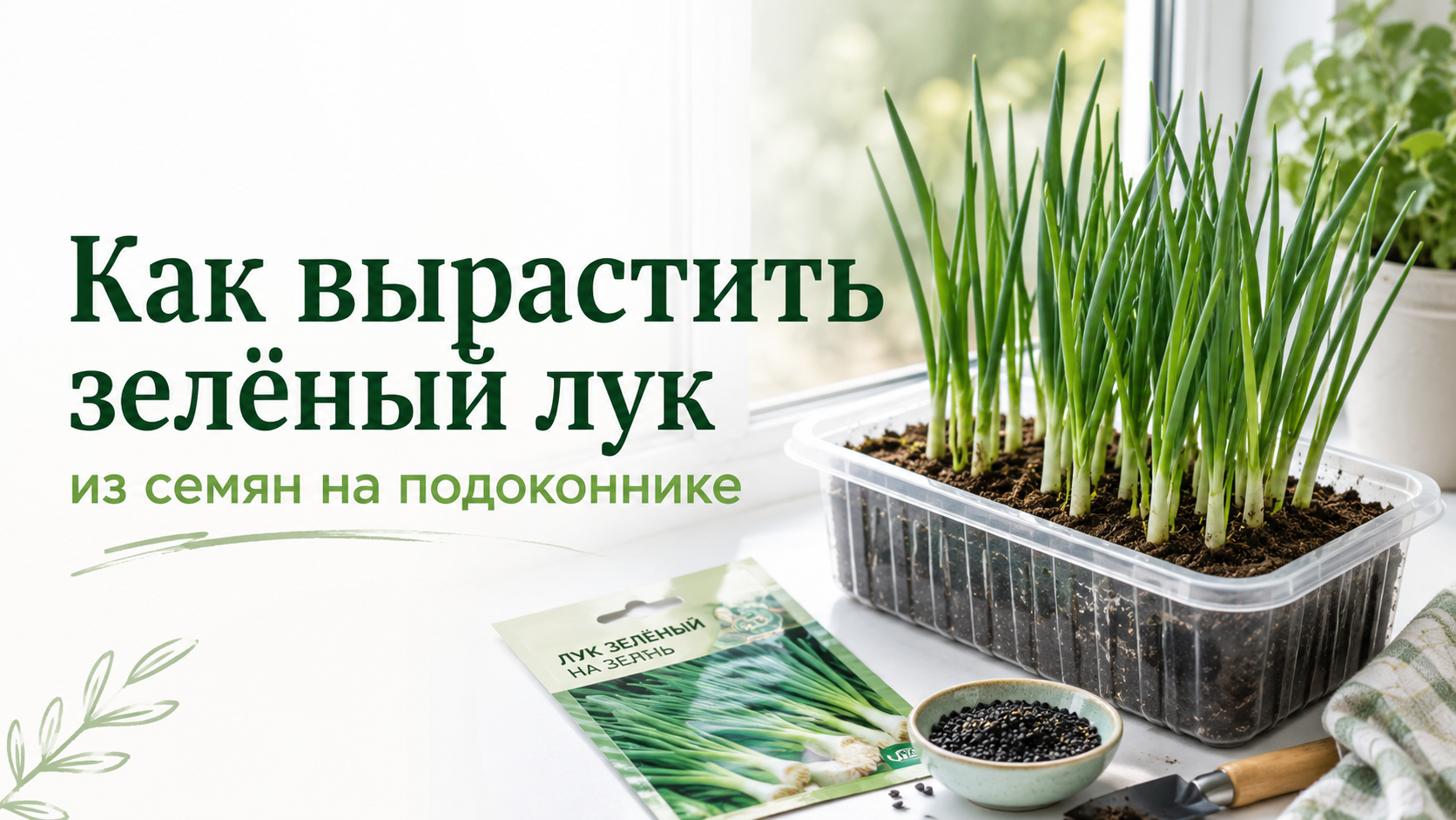 Как вырастить зелёный лук из семян на подоконнике