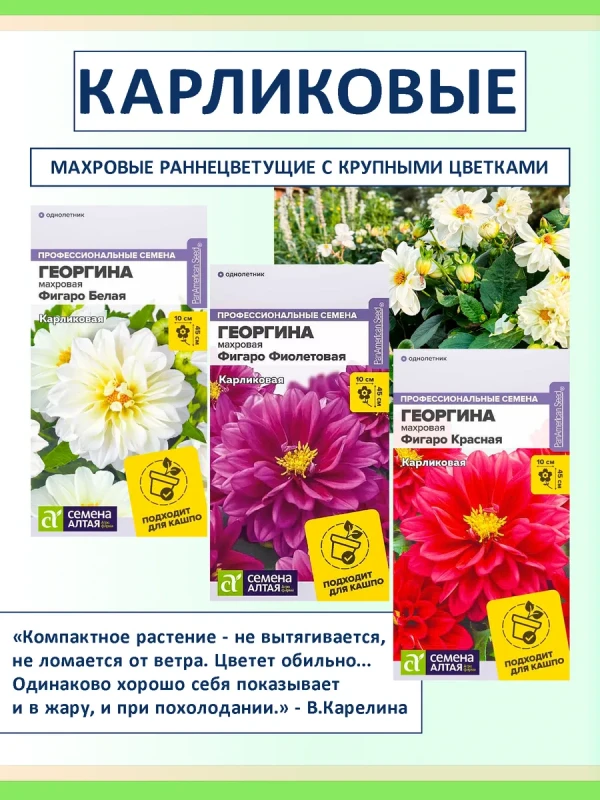 Семена цветов — георгины Фигаро махровые карликовые, 3 шт