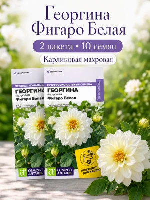 Георгина Фигаро Белая махровая семена цветов 2 пак по 5 шт — купить в AltAurum