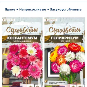 Набор семян сухоцветов гелихризум ксерантемум - 2 шт — купить в AltAurum