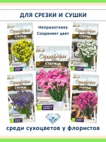 Семена сухоцветов статица 5 сортов — для дачи и флористики — фото 1