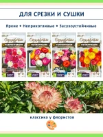 Набор семян сухоцветов гелихризум ксерантемум - 4 шт — фото 1