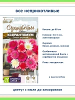 Набор семян сухоцветов гелихризум ксерантемум - 4 шт — фото 2