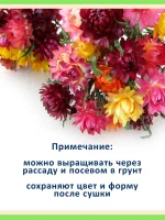 Набор семян сухоцветов гелихризум ксерантемум - 4 шт — фото 6