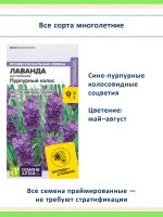 Семена лаванды 3 шт Снежный и Пурпурный колос, Синее копье — фото 2