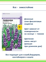 Семена лаванды 3 шт Снежный и Пурпурный колос, Синее копье — фото 3
