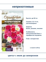 Набор семян сухоцветов гелихризум ксерантемум - 2 шт — фото 2