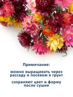 Набор семян сухоцветов гелихризум ксерантемум - 2 шт — фото 4