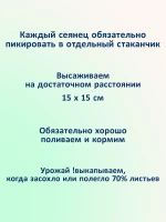 Семена лука Эксибишен сладкого для салата и грунта 2 шт — фото 3