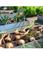 Семена лука Эксибишен сладкого для салата и грунта 2 шт — фото 4