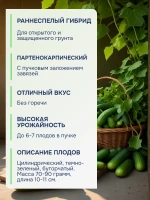 Семена огурца Герман F1 для теплицы и грунта — фото 2