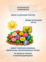 Семена цветов сухоцветов Гомфрена Смесь окрасок -1 шт — фото 4