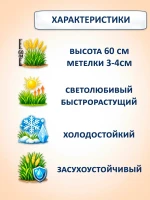 Семена цветов сухоцветов Зайцехвост Декоративный злак -1 шт — фото 2