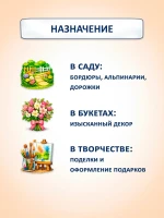 Семена цветов сухоцветов Зайцехвост Декоративный злак -1 шт — фото 3