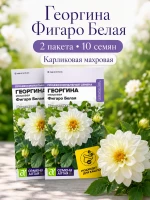 Георгина Фигаро Белая махровая семена цветов 2 пак по 5 шт — фото 1