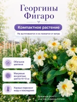 Георгина Фигаро Белая махровая семена цветов 2 пак по 5 шт — фото 3