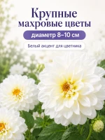 Георгина Фигаро Белая махровая семена цветов 2 пак по 5 шт — фото 4