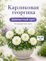 Георгина Фигаро Белая махровая семена цветов 2 пак по 5 шт — фото 5