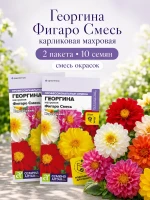 Семена георгины Фигаро Смесь махровые карликовые 2 пак по 5 — фото 1