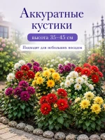 Семена георгины Фигаро Смесь махровые карликовые 2 пак по 5 — фото 3