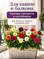 Семена георгины Фигаро Смесь махровые карликовые 2 пак по 5 — фото 4