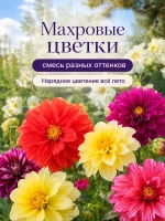 Семена георгины Фигаро Смесь махровые карликовые 2 пак по 5 — фото 5