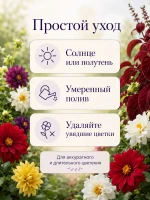 Семена георгины Фигаро Смесь махровые карликовые 2 пак по 5 — фото 7