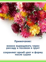 Набор семян сухоцветов для зимних букетов и украшения сада — фото 5