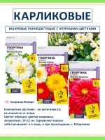 Набор семян цветов Георгина Фигаро карликовая махровая — фото 1
