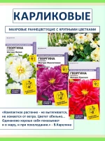 Семена цветов — георгины Фигаро махровые карликовые, 3 шт — фото 1