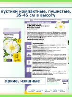 Семена цветов — георгины Фигаро махровые карликовые, 3 шт — фото 2