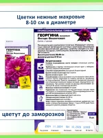 Семена цветов — георгины Фигаро махровые карликовые, 3 шт — фото 3