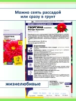 Семена цветов — георгины Фигаро махровые карликовые, 3 шт — фото 4