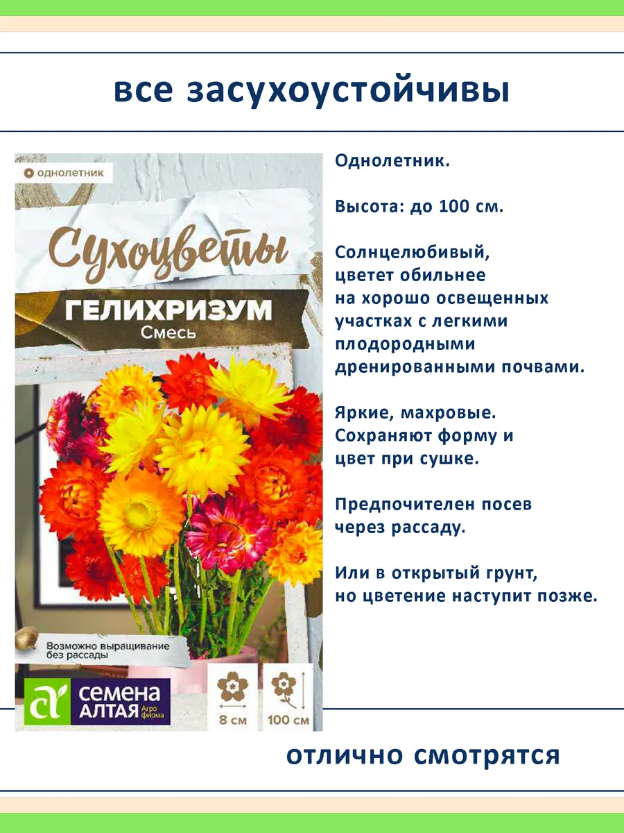 Набор семян сухоцветов — 7 видов для зимних букетов и сада