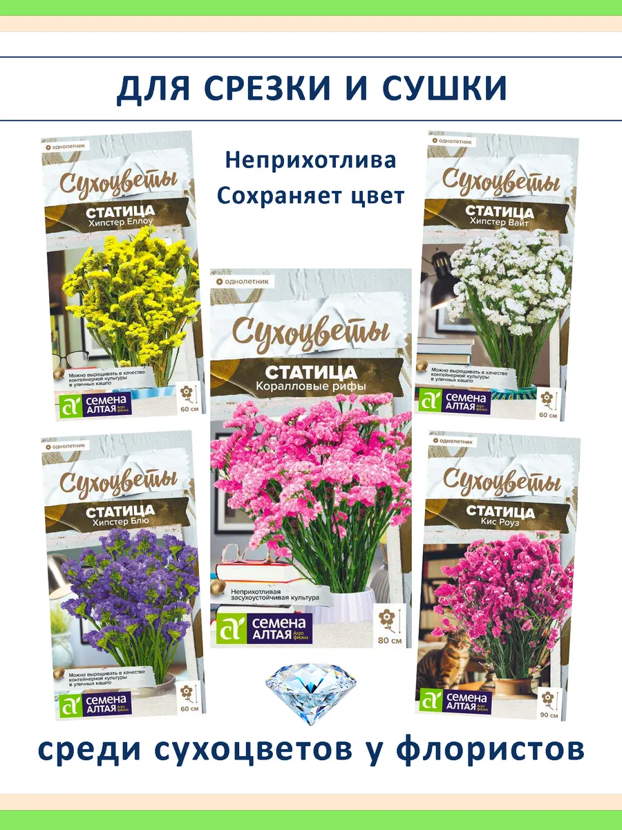 Семена сухоцветов статица 5 сортов — для дачи и флористики