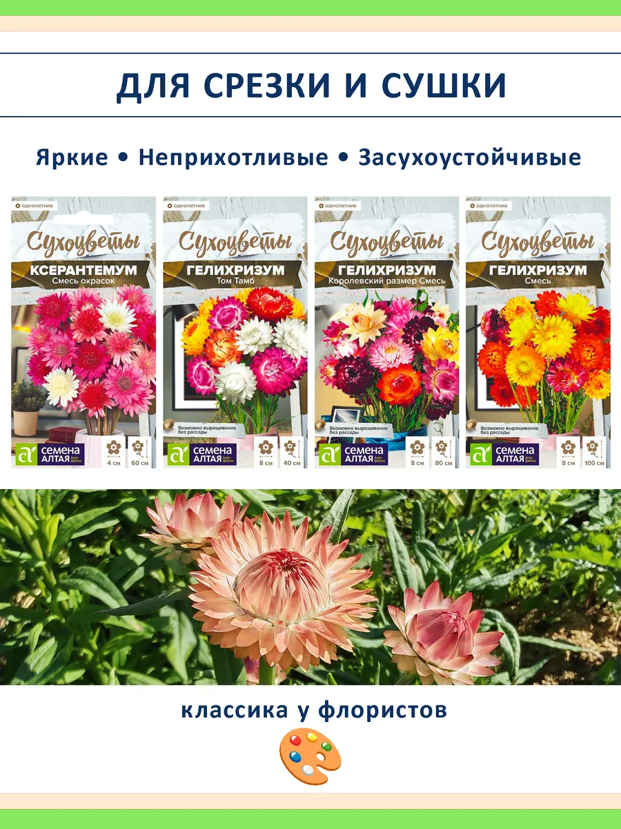 Набор семян сухоцветов гелихризум ксерантемум - 4 шт