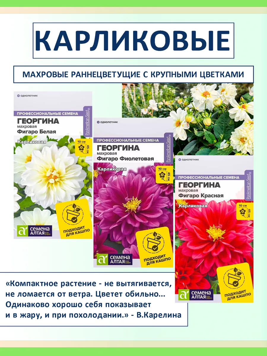 Семена цветов — георгины Фигаро махровые карликовые, 3 шт