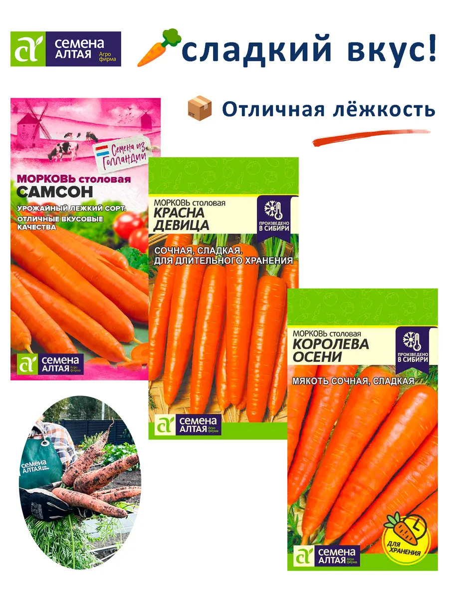 Семена моркови Самсон, Королева Осени, Красна Девица