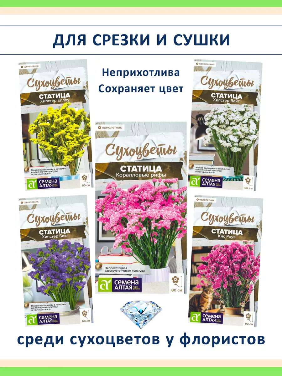 Семена сухоцветов статица 5 сортов — для дачи и флористики