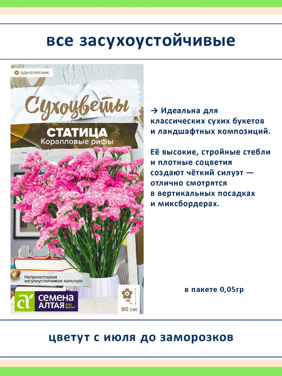 Семена сухоцветов статица 5 сортов — для дачи и флористики