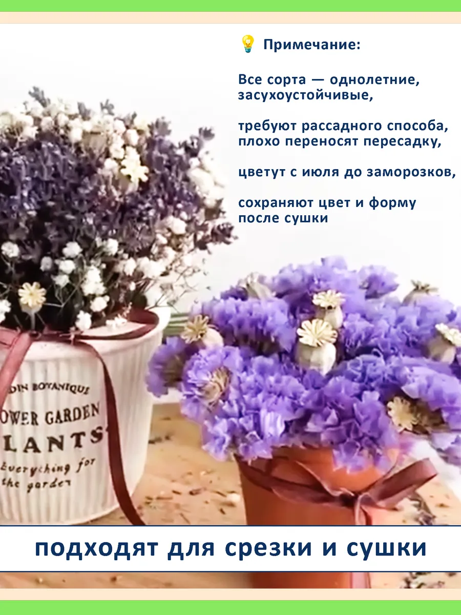 Семена сухоцветов статица 5 сортов — для дачи и флористики