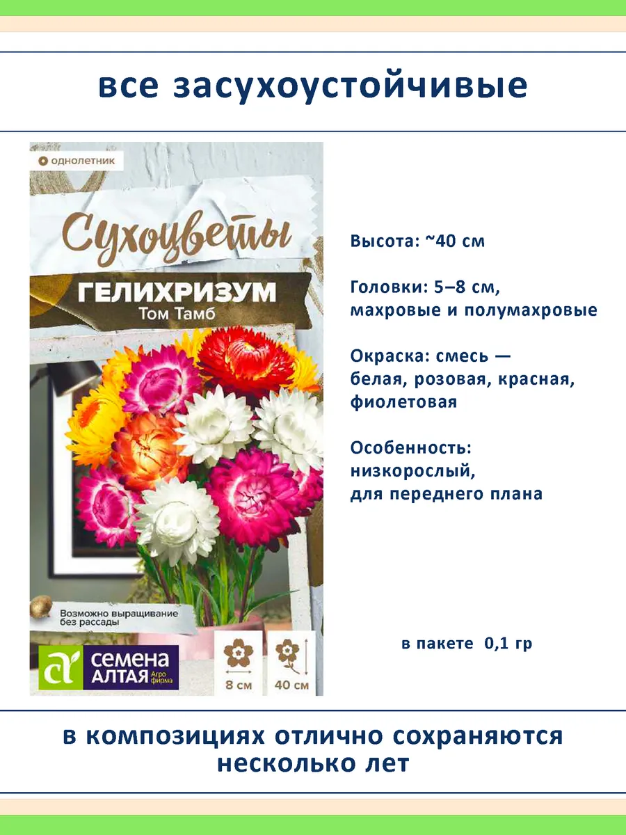 Набор семян сухоцветов гелихризум ксерантемум - 4 шт