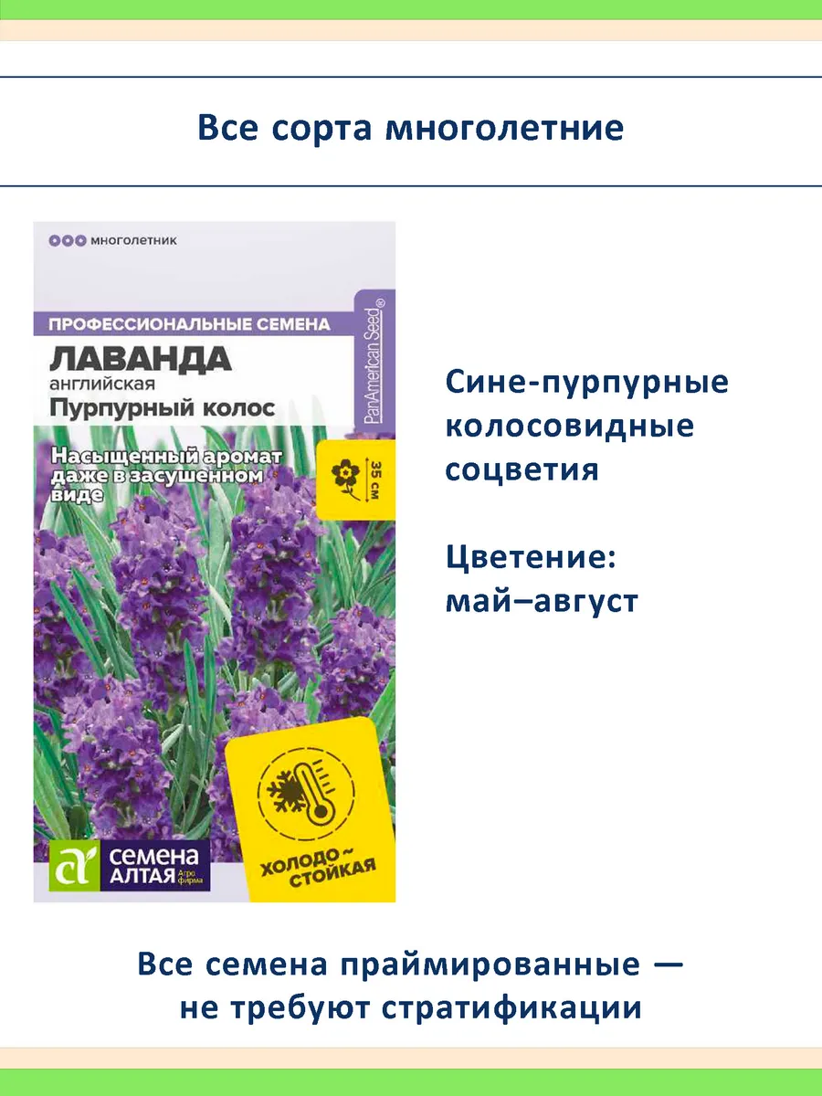 Семена лаванды 3 шт Снежный и Пурпурный колос, Синее копье