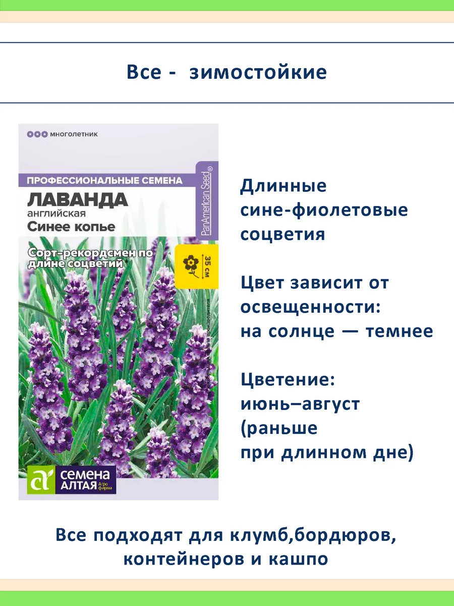 Семена лаванды 3 шт Снежный и Пурпурный колос, Синее копье