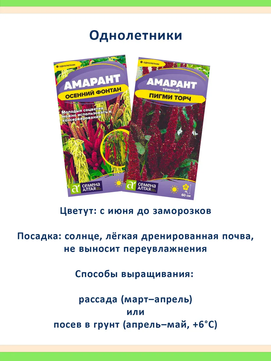 Семена амаранта Осенний Фонтан и Пигми Торч — 2 пакета