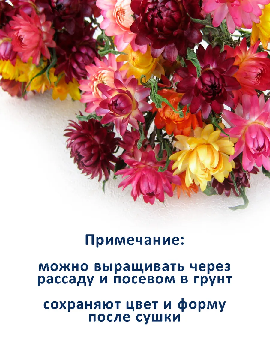 Набор семян сухоцветов гелихризум ксерантемум - 2 шт