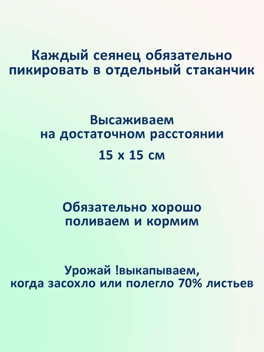 Семена лука Эксибишен сладкого для салата и грунта 2 шт