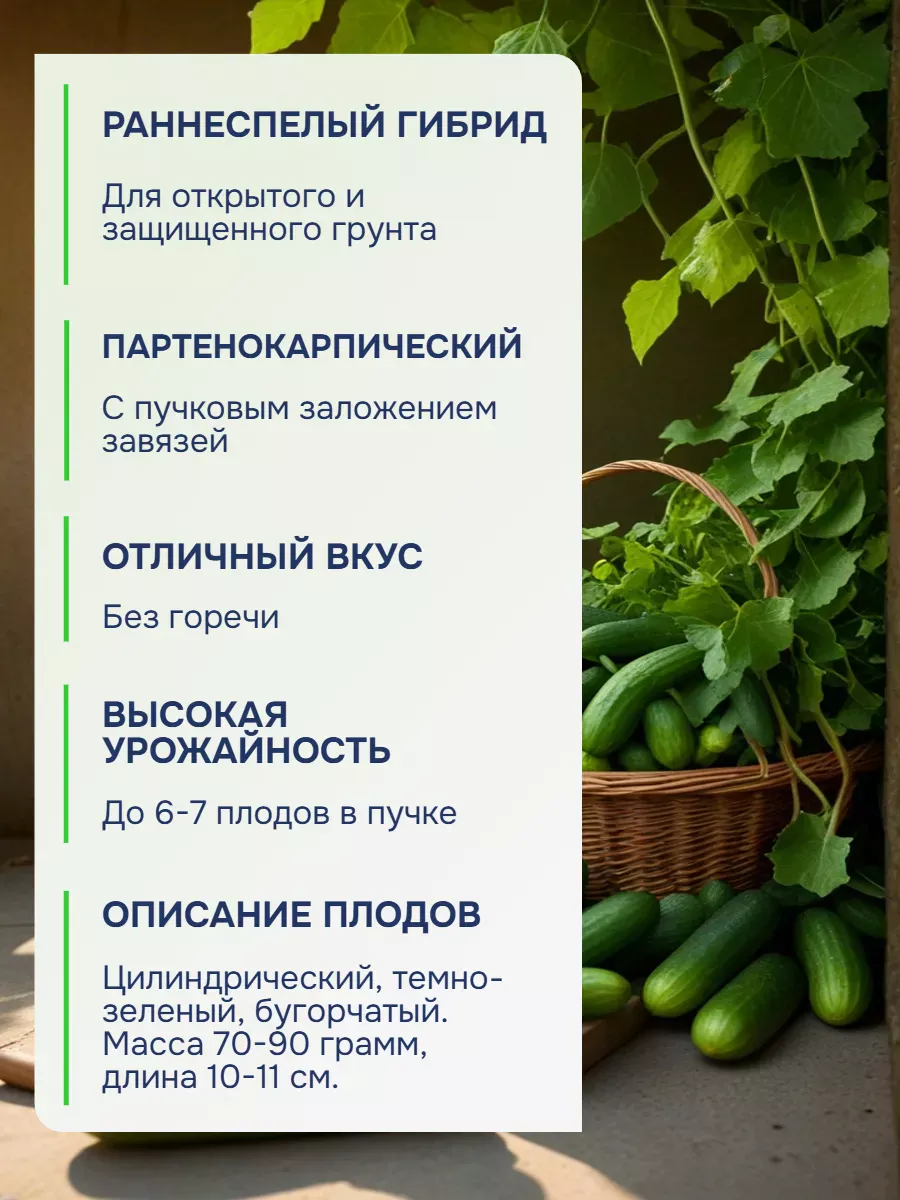 Семена огурца Герман F1 для теплицы и грунта
