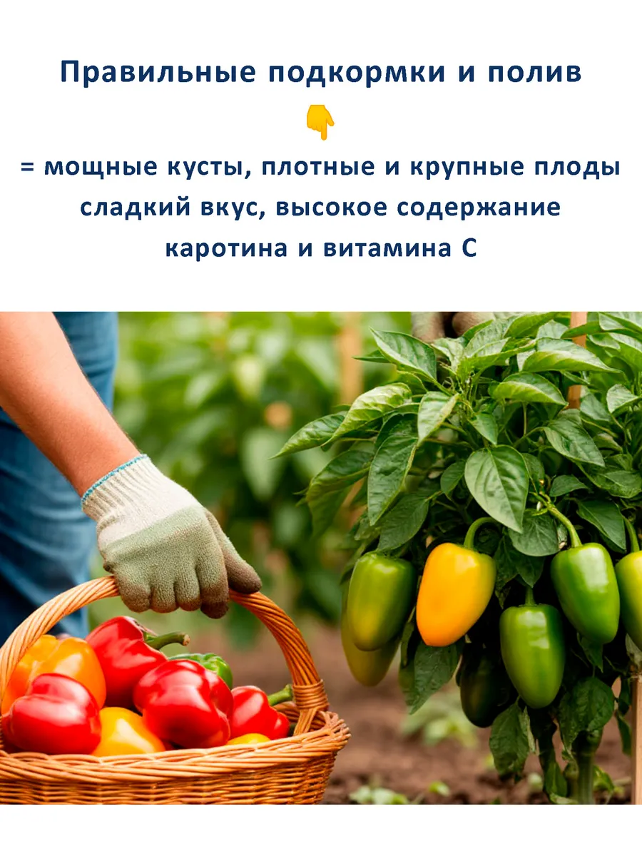 Семена перца Боярин толстостенного — набор 2 пакета