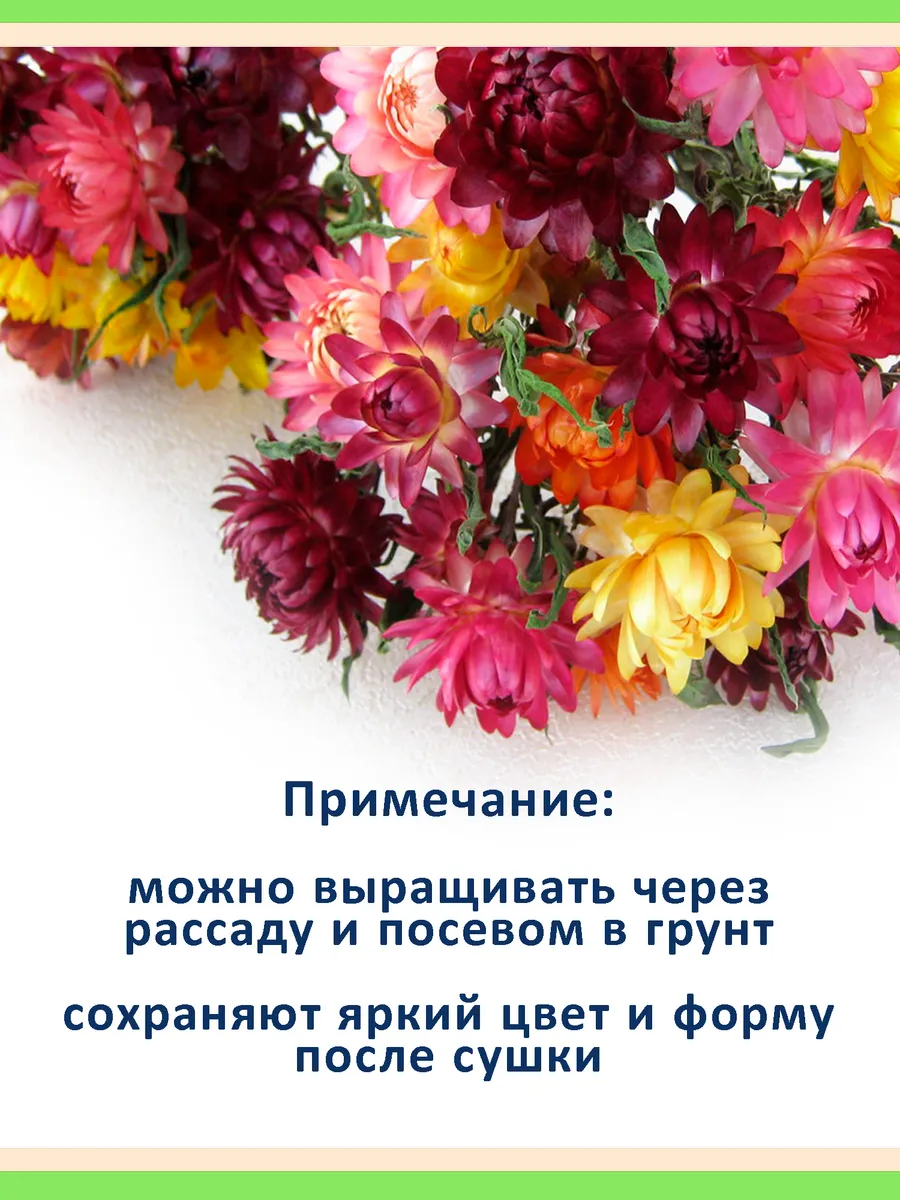 Набор семян сухоцветов для зимних букетов и украшения сада